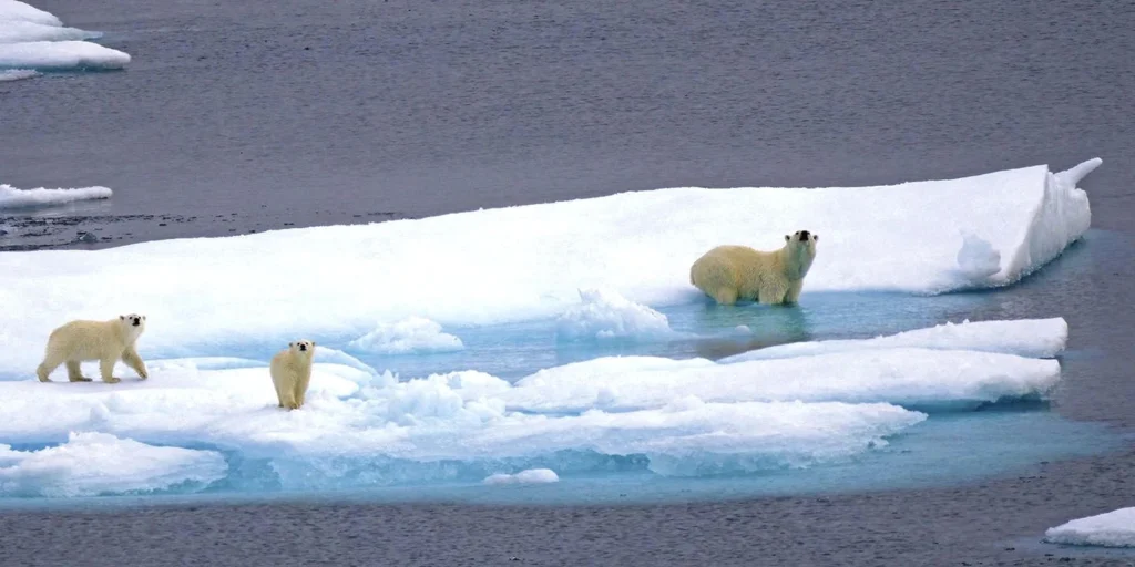 Osos polares sobre el hielo marino