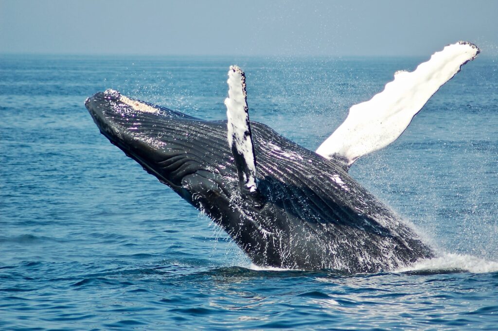 Ballena jorobada saltando fuera del agua