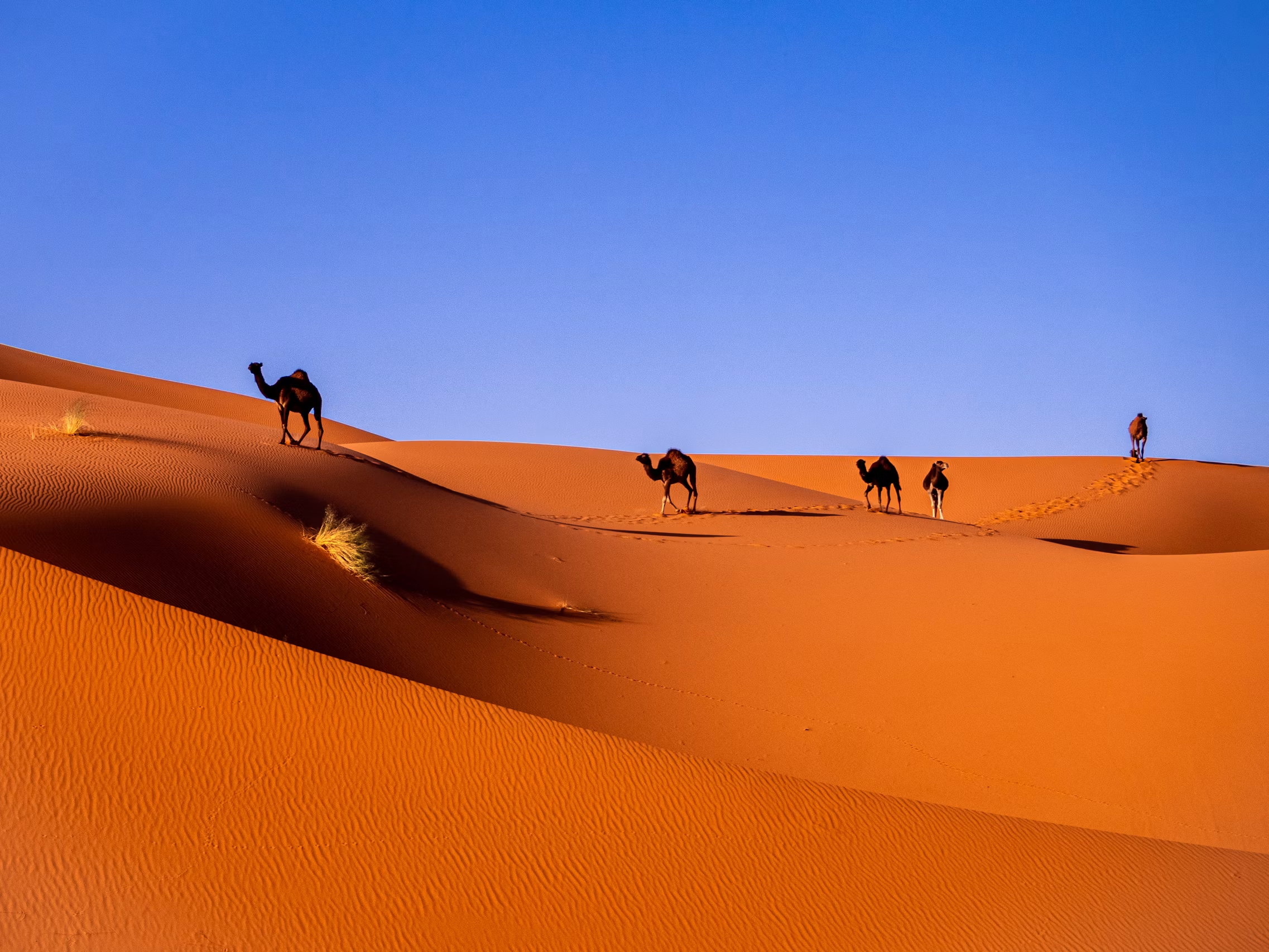 Caravana de camellos en las dunas del Sáhara marroquí