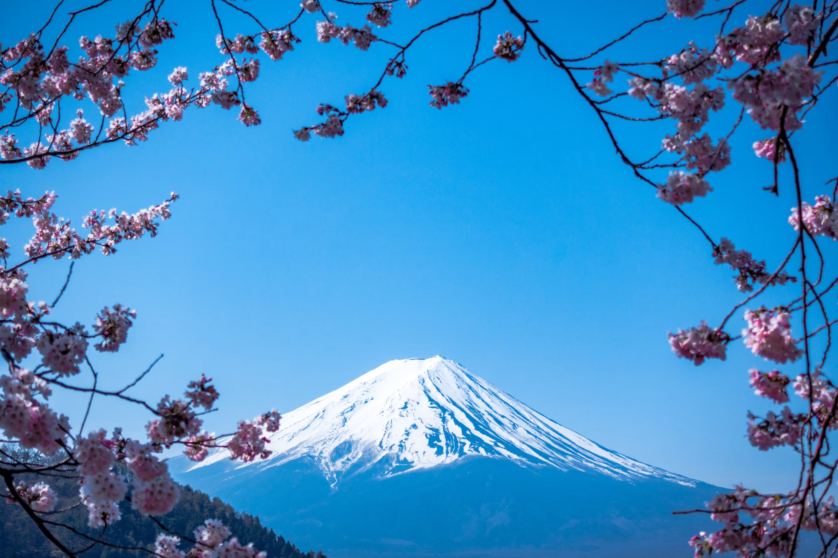 Monte Fuji entre cerezos en flor