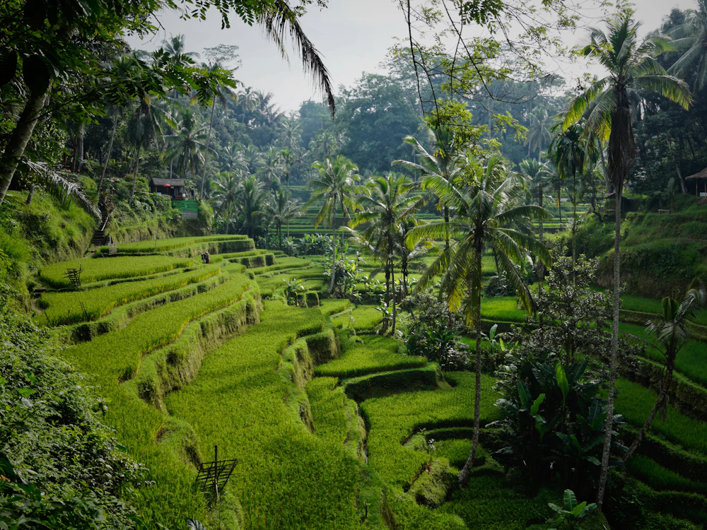 Terrazas de arroz en el interior de Bali